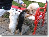 Sisi, Toby, Bajl�k