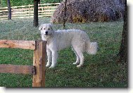 Car z Borov�ho hr�dku