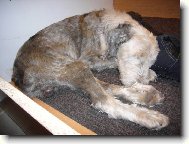 �ja 5.1.2008  15 let