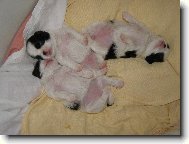 Po ml��n�m mejdanu.