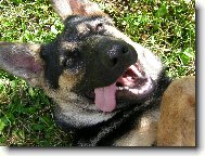 Ov���t� a Hon��t� psi