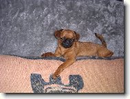 Cibulka V�trn� pole