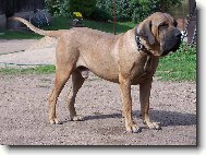 Bradock JB Santa Luz�a 3 roky