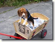 i pejska bol� no�i�ky....