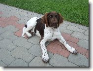 Mal� m�nsterlandsk� oha�