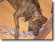 nov� hra�ka:) vydr�ela dva dny..:/