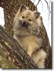 N�meck� �pic mal� vlko�ed�