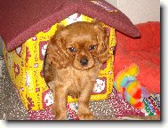 Anetka ve sv� boudi�ce