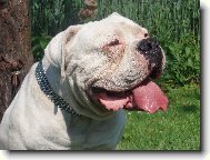 Jasir Igor - St��brn� Madonna