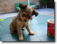 Nyn� ji� n�zev plemene Rusk� toy