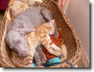 ve dvou se to l�pe t�hne