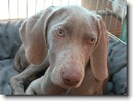 zamy�len� mlad� krasavice