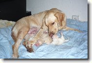 B�ra a jej� holky