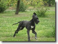 Arthur - Barneby od �ternbersk�ho hradu