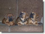 �t�n�tka- of Malizi Doghouse