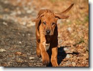 Rigou�ek s dcerkou