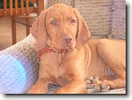 moje zv���tko Ben