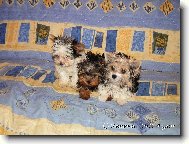 moji prvn� Biewers