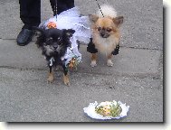 �esk� tradice-masopust