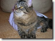 Jon�ek prost� miluje igelitky