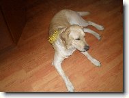 Lucky o V�noc�ch