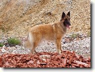 Alexis AlmurRoyal - z�chran�rka