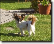 Am�lia Camilla Altair