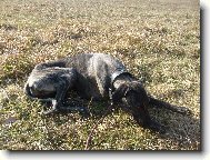 K�liha Bohemia Genao