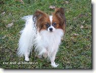 Eset porubsk� kv�t