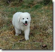 �iro - necel� t�i m�s�ce II