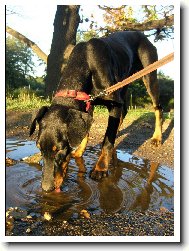 U� jako mal�, r�da pila z lou�e.