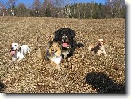 Brit, Beny, Ka�enka a Betynka