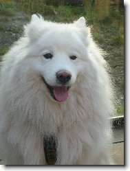 Roztomil� Samojed