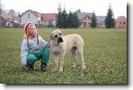 Boerboel- Istra from South Afrika(5 m�s�c�)