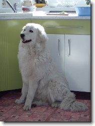 Aschenka - 8 m�s�c�