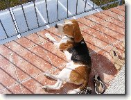 Bur�k se opaluje .-)