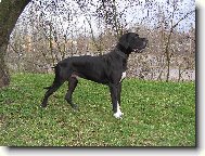 Dante �esk� Sirius