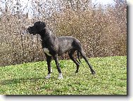 Dante �esk� Sirius