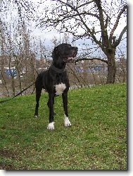 Dante �esk� Sirius