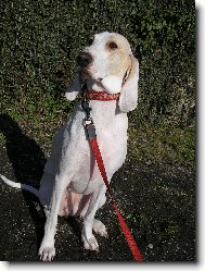 porcelaine:besi z diansk�ch luk -"toni�ka"