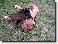 Bad��ek s Alfr�dem