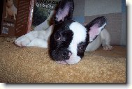 Chuckyho smutn� o�ka