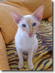 Siamsk� ko�ka s �erven�mi odznaky