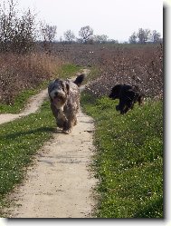 Ch. Cooper Blue Pi�k�tka