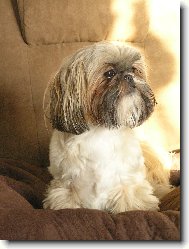 N� mil��ek Aisha