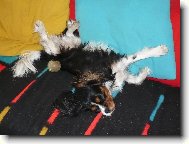 Pohodi�ka na gau�i