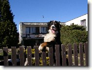 �ek�n� na pani�ku