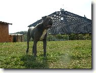 Jo��k m� deset m�s�c�