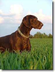 Nessi z Bilice (ChS ze �t�pek)