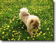 Nelinka a pampeli�ky